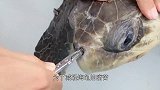 男子发现大海龟尾部有异常，捞起来仔细一看，直接用上了刀子