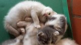 一窝吃饱喝足的小奶猫，抱团午休：养猪的节奏