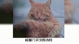 宠物冷知识，橘猫为什么这么胖？奇奇怪怪的知识又增加了