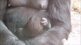 猩猩妈妈一直盯着怀里的小猩猩，是觉得小猩猩漂亮还是丑