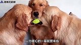 金毛为了一个网球，僵持了半天，第三只金毛出现后画风突变