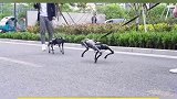 两条机器狗在路上遇到，竟然杠了起来，脖粗颈短形同恶霸犬