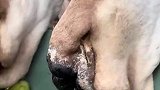 不说是鹅能看得出来吗？这个脖子肯定很好吃
