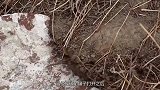 村民种地挖出古钱币，专家听闻后紧急前往，发现一钱窑