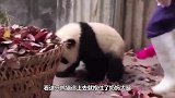 熊猫吃竹子一次次推开宝宝，突然想起娃是亲生的，神反转太可爱了