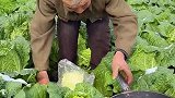 这样天天就可以吃到新鲜蔬菜啦
