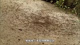诡异的“蚂蚁漩涡”，蚁群持续旋转直到力竭而死，这是怎么回事