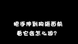 粑粑是来横刀夺爱的吗？#萌宠出道计划  #萌宠成精了