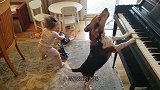 女主人不在家，猫咪有模有样学起了钢琴，这也太可爱了吧