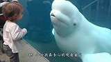 白鲸发现饲养员来了，忽然起了坏心思，下一秒憋住不要笑