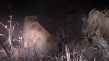 狮群饿疯了：新捕获的羚羊，瞬间就被抢光了