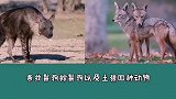 为什么鬣狗对掏肛情有独钟