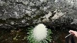 新疆是天山雪莲石莲，你这个最多算西山石莲，没有对比就没有伤害