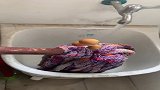 再放一段时间能炒一盘菜