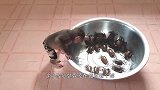 游客扔给猴子一个火机，猴子玩火机把毛烧焦了，转身对着游客狂吼