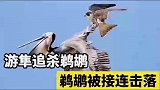 游隼追杀鹈鹕，鹈鹕被接连击落