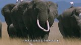 大象遭囚禁49年，当人类解开它的脚镣后，它的举动太感人了！