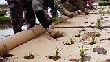 给水稻铺地膜，劳动人民智慧