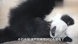 大熊猫做梦吃竹子，把熊掌塞进嘴里狂啃，网友：味道咋样？