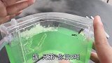 一个月后我的蚂蚁城堡怎么样了？给蚂蚁画圈，真能让它原地打转吗