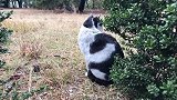 野外遇见一只小流浪猫，细看眼睛不对劲，太可怜了