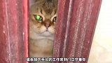 爱主人奇怪的表现，你家猫咬你吗？