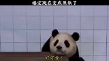 福宝现在变成黑熊了，但是依旧可爱