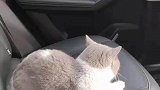 和我拼车的是一只猫，司机叫我别挤它