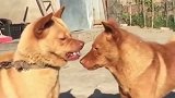 中华田园犬：兄弟！你好丑啊，所以挨揍！