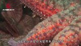 海星的再生能力有多恐怖？切开一只海星，眼前的一幕太神奇了
