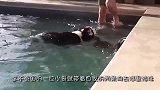 两条狗狗下河游泳，却遭遇了大蟒蛇，镜头记录当时全过程！