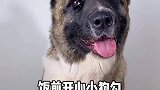 肥美：我妈让我干啥我就干啥！萌宠