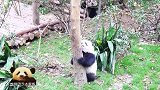 熊猫宝宝爬不上树好着急，奶妈不来帮忙就算了，还站在一边看笑话