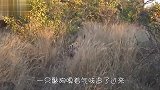 倒霉鬣狗误入狮子领地，狮群正要出手，却雄狮抢先一招锁喉