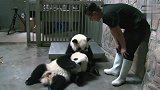 喝完奶却死活不给盆，谁能来帮帮奶爸啊，场面笑爆了