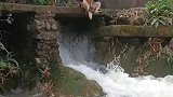 这一幕把人看呆，狗子也怕被丢进水沟里
