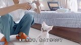 主人当着肥猫的面喂小奶猫，不给肥猫吃还赶它走！