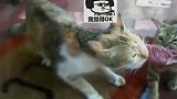 猫三：你俩别动啊，我替你们先尝尝味道！