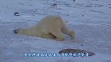 北极熊吃坏了肚子，没忍住在水里放了个屁，下一秒游客懵了