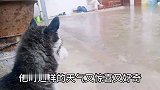傻二哈第一次看下雨，竟然还跑出去淋雨这狗我不要了谁要