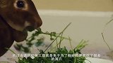 抓兔子为什么不能抓耳朵，你知道是什么吗？我也是第一次听说