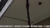 毒蛇误闯行军蚁领地,被上百万只蚂蚁吞没不久变白骨!