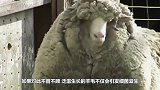 最“聪明”的绵羊！7年用同一招骗过主人剃毛，剃完毛后都傻了！