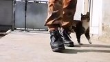 不一样的猫片：兵哥哥把田园猫训练成了特种喵，太帅了！