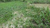荒野村妇野外徒手捉巨型鲶鱼，二话不说炭火烤熟，看她吃得美滋滋