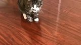 猫：铲屎官别担心，现在我可以耍三脚猫功夫了！