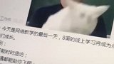 化学老师把猫“当教鞭”走红 网友：这样的教学令知识不再枯燥