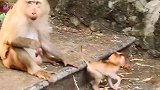猴妈攻击小猴，小猴该长点记性了！