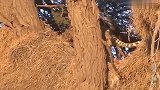 饥饿狮子，面对树上飘来的美味诱惑，不管了先上去再说
