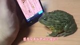 宠主给螳螂看蜘蛛视频，螳螂瞬间就不淡定了，接下来忍住别笑